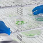 برآورد عدم قطعیت در کشت میکروبی و شمارش کلونیها